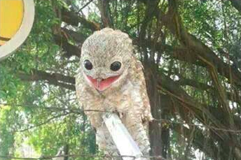 This Is By Far The Derpiest Animal You Will Ever See